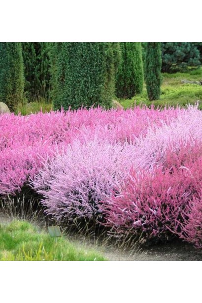 Вереск обычный в ландшафтной композиции